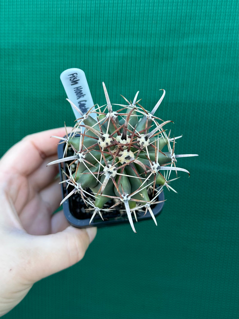 Fish Hook Cactus