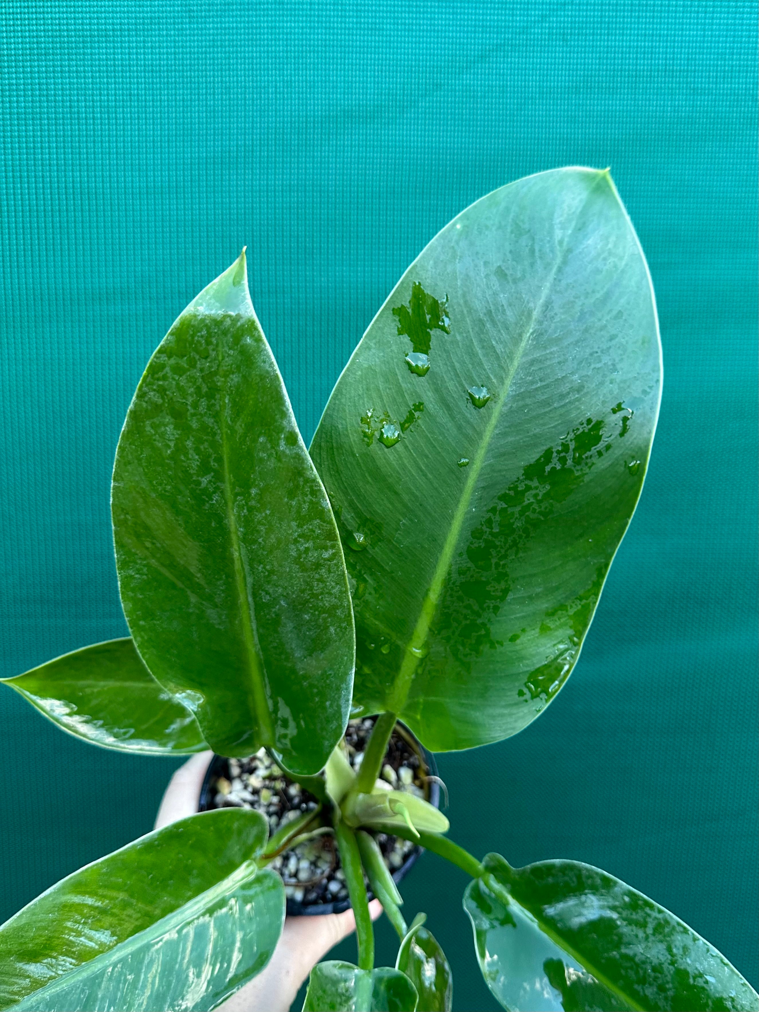 philodendron imperial green vs emerald green Philodendron 'Imperial Green'