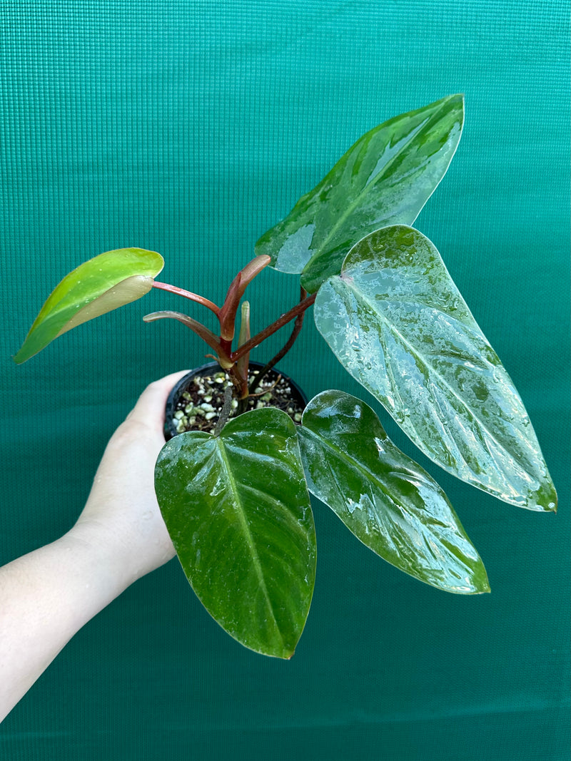 Philodendron ‘Red Princess’