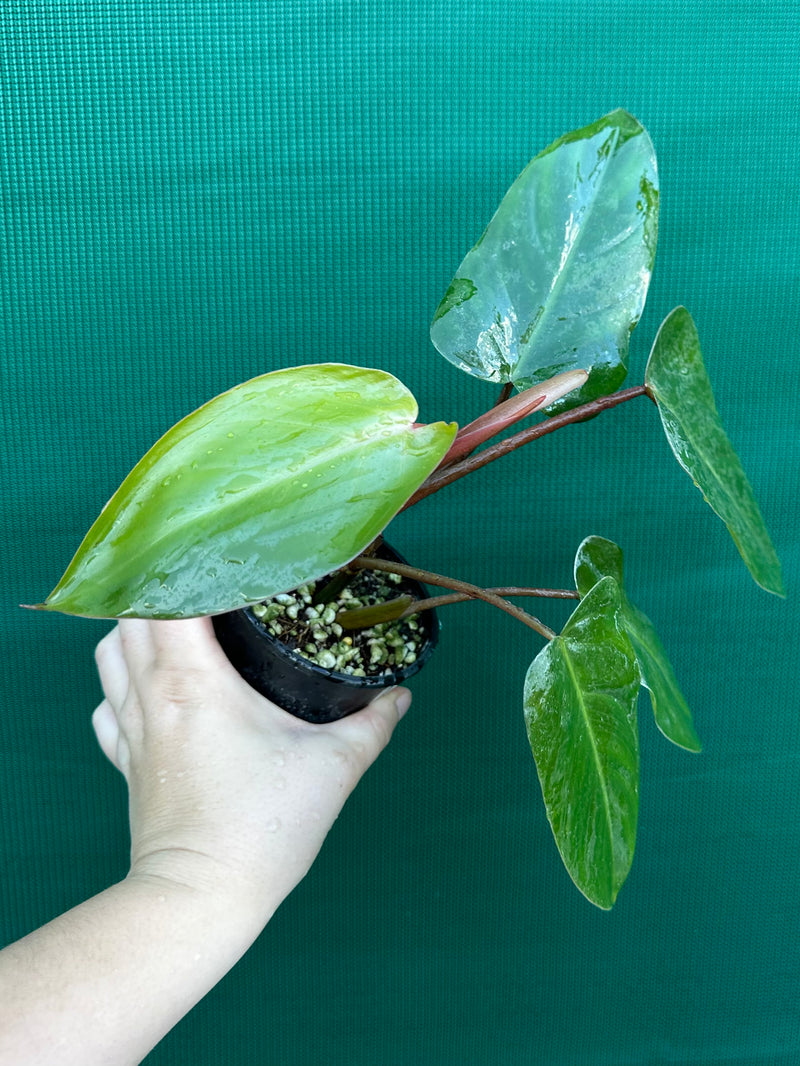Philodendron ‘Red Princess’