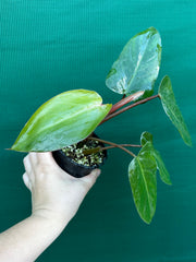 Philodendron ‘Red Princess’
