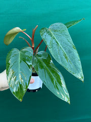 Philodendron ‘Red Princess’