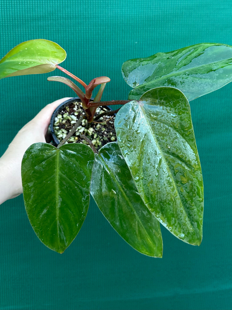 Philodendron ‘Red Princess’