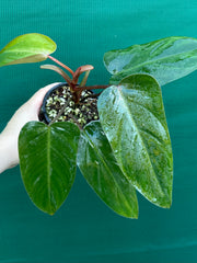 Philodendron ‘Red Princess’