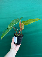 Philodendron ‘Red Princess’