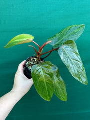 Philodendron ‘Red Princess’