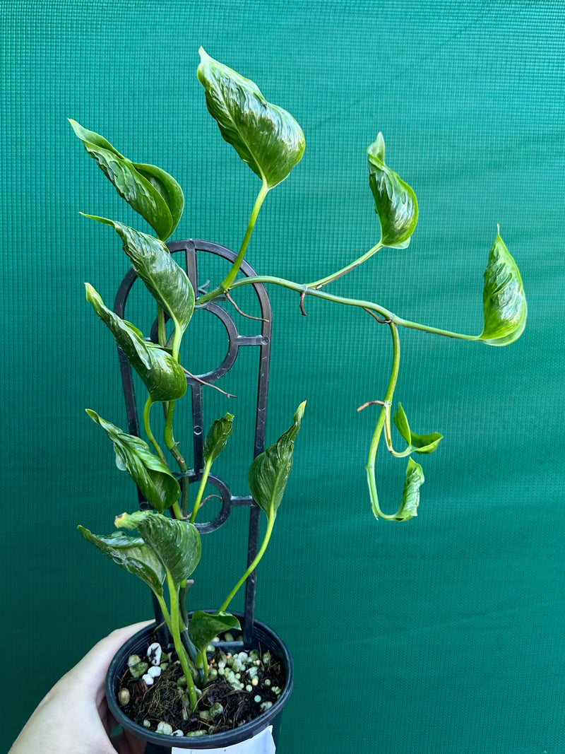 Epipremnum Shangri La