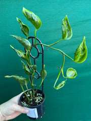 Epipremnum Shangri La