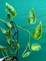 Epipremnum Shangri La