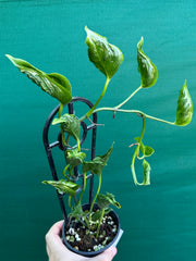 Epipremnum Shangri La