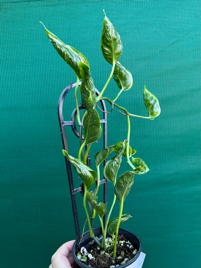 Epipremnum Shangri La