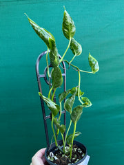 Epipremnum Shangri La