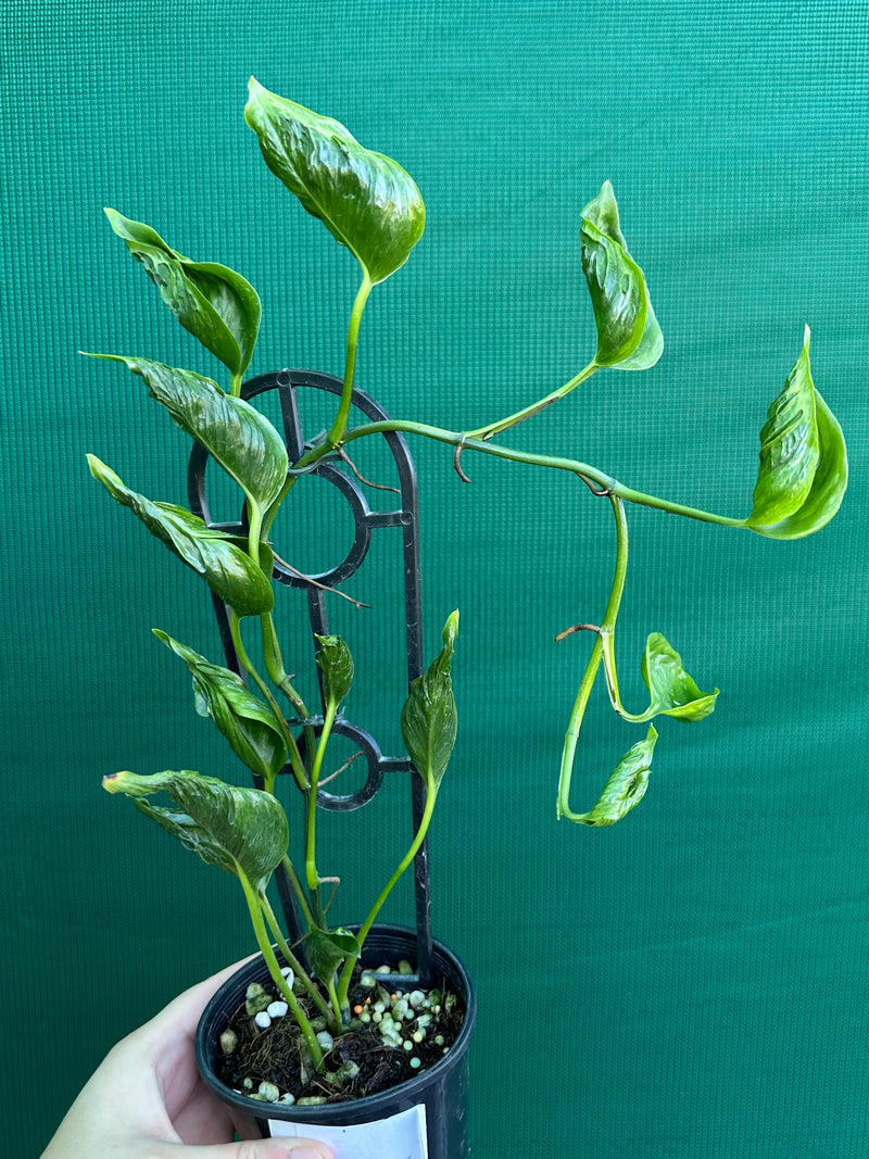 Epipremnum Shangri La