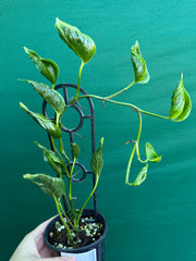Epipremnum Shangri La