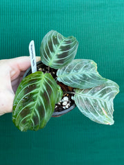 Maranta NOID