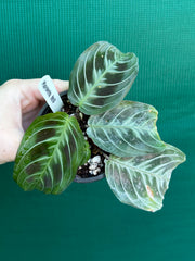 Maranta NOID