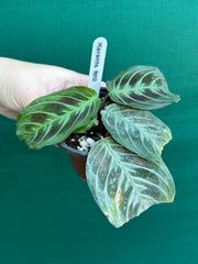 Maranta NOID