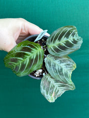 Maranta NOID