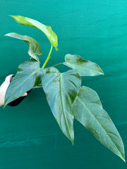 Philodendron domesticum