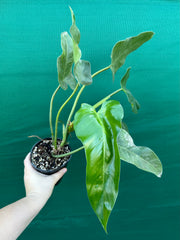 Philodendron domesticum