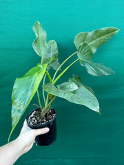 Philodendron domesticum
