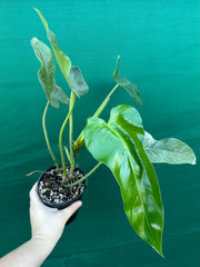 Philodendron domesticum