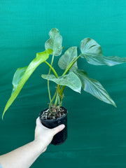 Philodendron domesticum