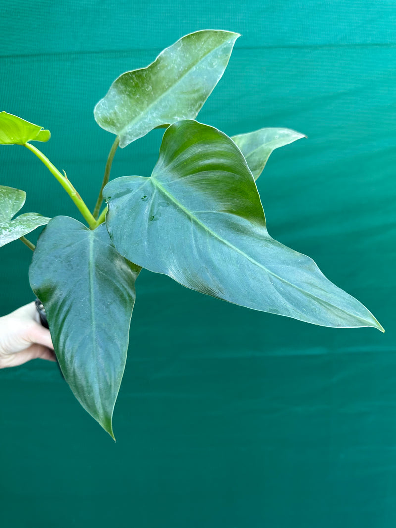 Philodendron domesticum
