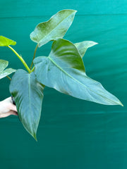 Philodendron domesticum