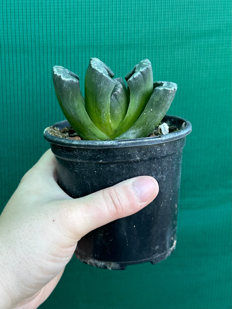 Haworthia truncata dark green