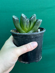 Haworthia truncata dark green