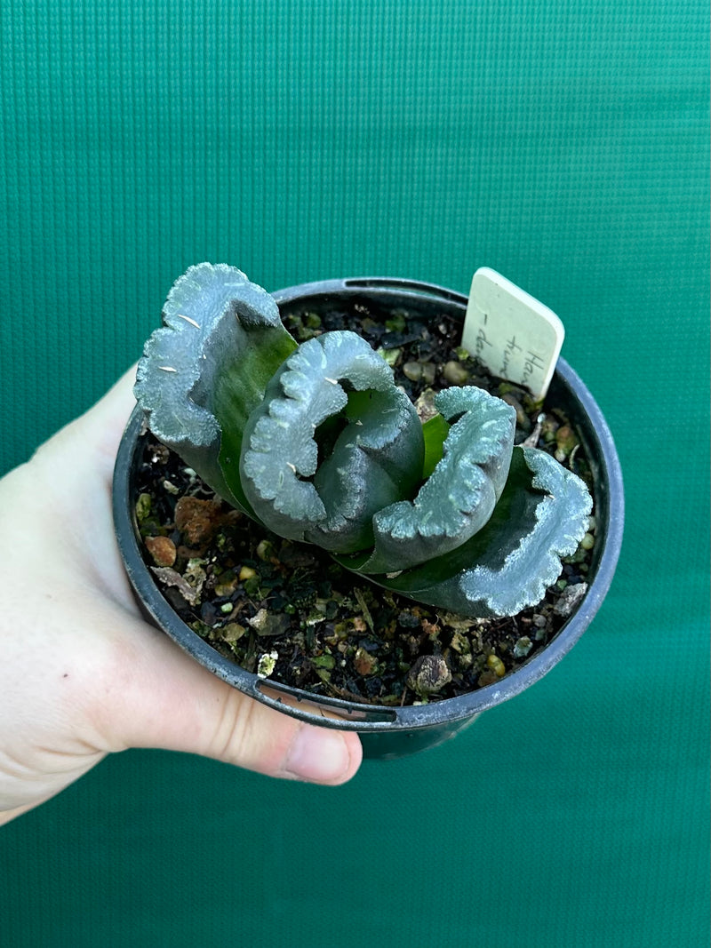 Haworthia truncata dark green
