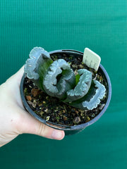 Haworthia truncata dark green