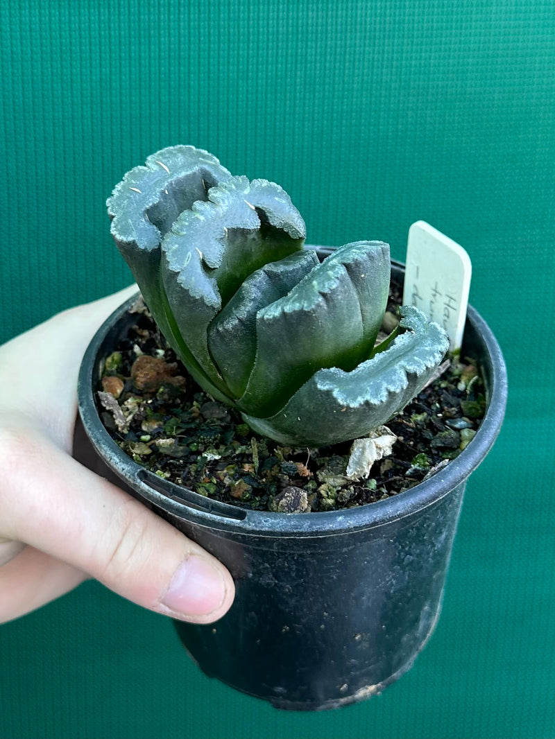 Haworthia truncata dark green