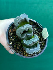 Haworthia truncata dark green