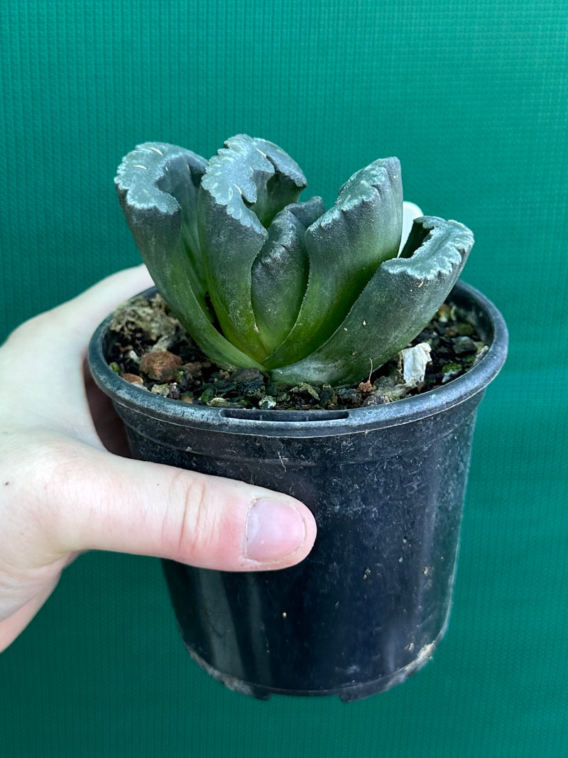 Haworthia truncata dark green
