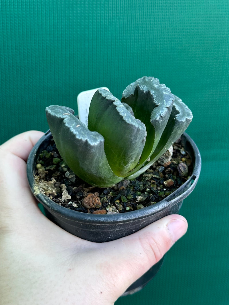 Haworthia truncata dark green