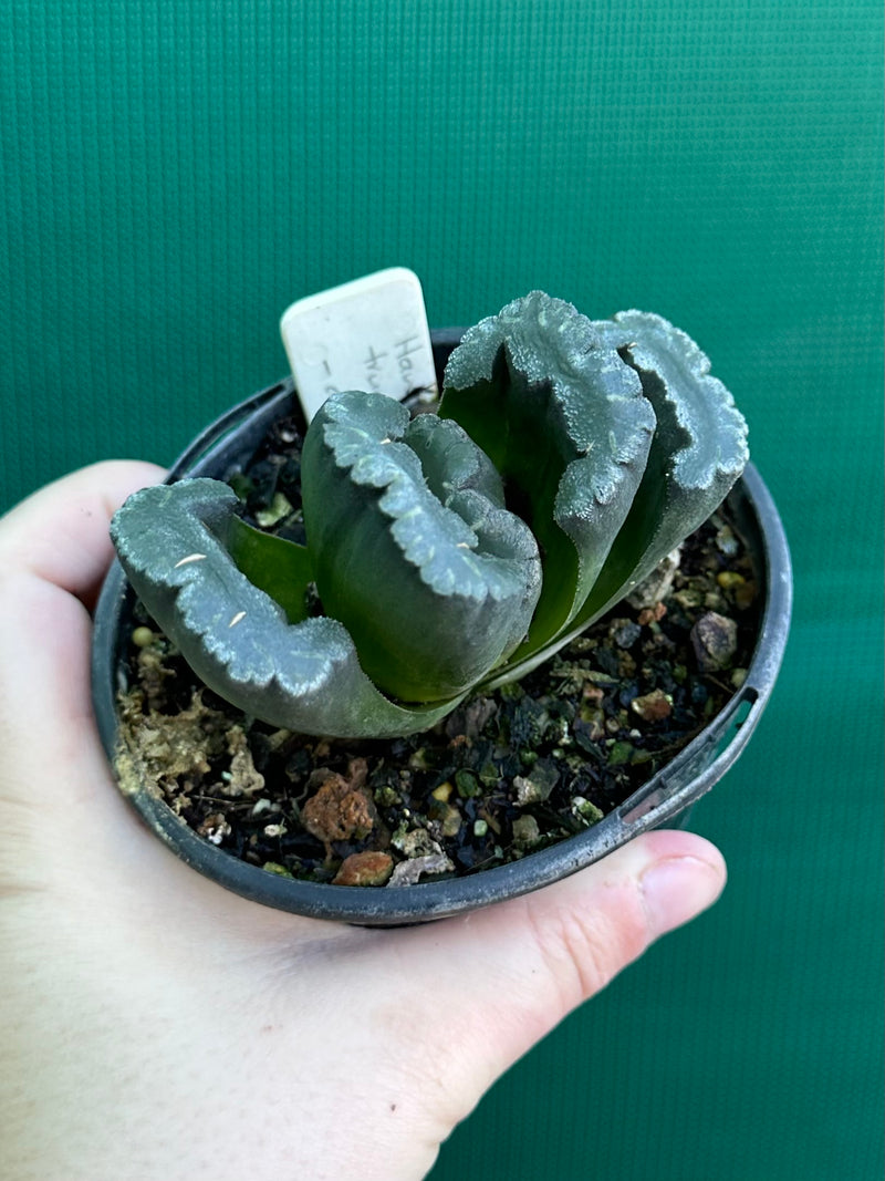 Haworthia truncata dark green
