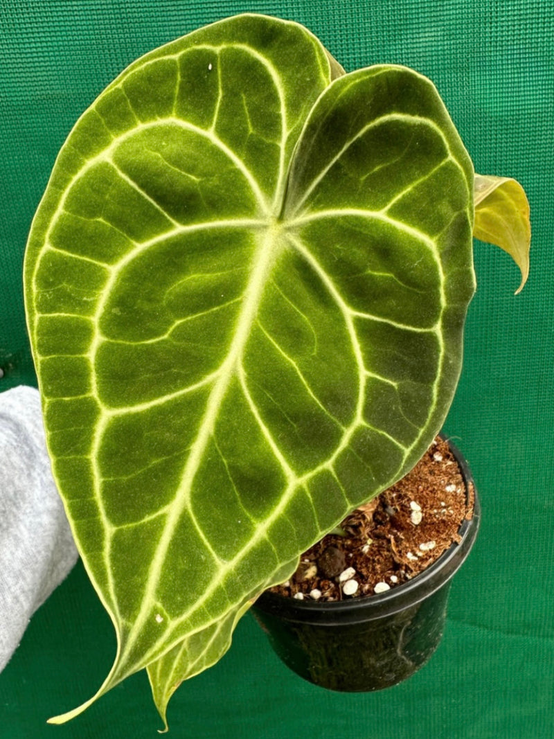 Anthurium ‘Clarinervium’