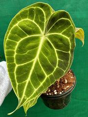 Anthurium ‘Clarinervium’