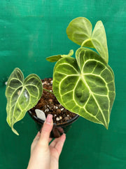 Anthurium ‘Clarinervium’