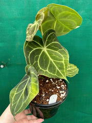 Anthurium ‘Clarinervium’