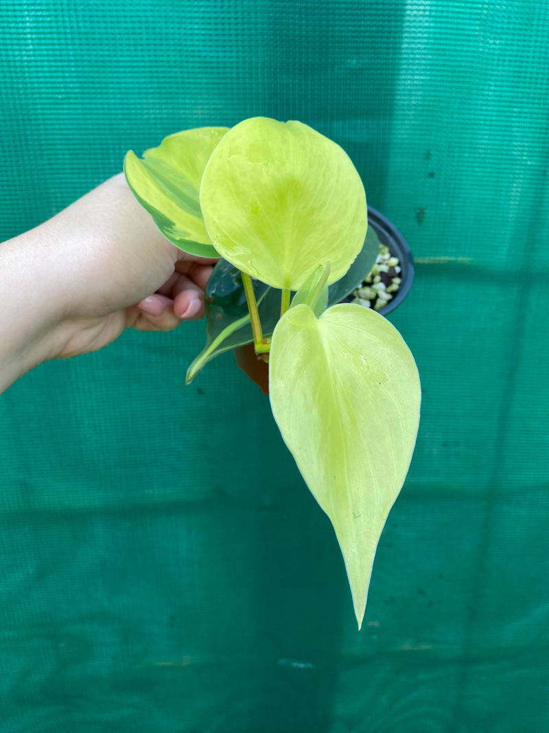 Philodendron ’Brazil’