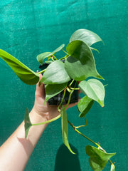 Philodendron ’Emerald’