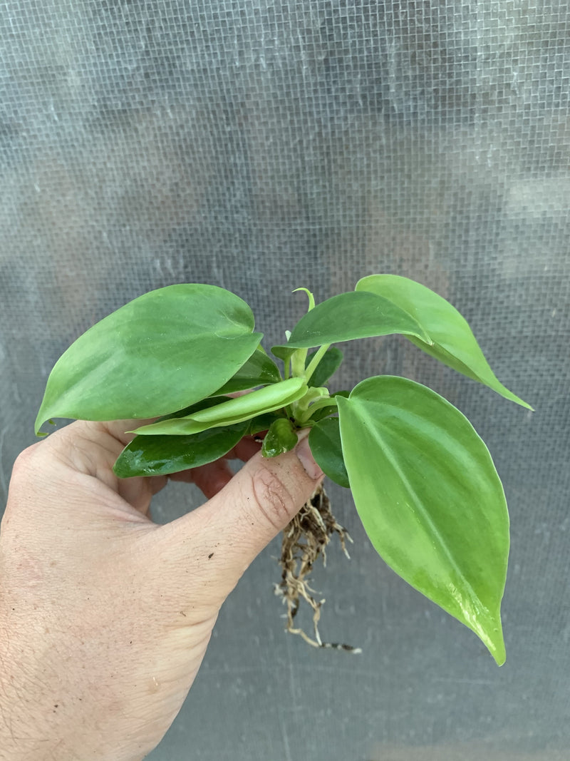 Philodendron ’Emerald’