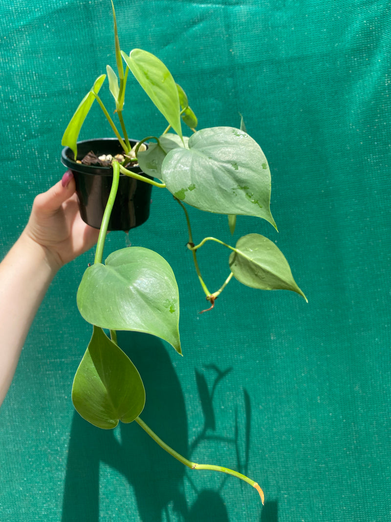 Philodendron ’Emerald’