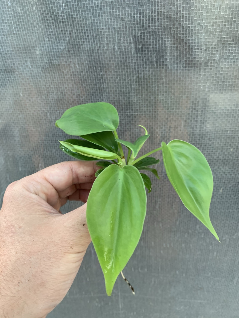 Philodendron ’Emerald’