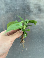 Philodendron ’Emerald’