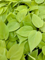 Philodendron ‘Heart Leaf Lime’
