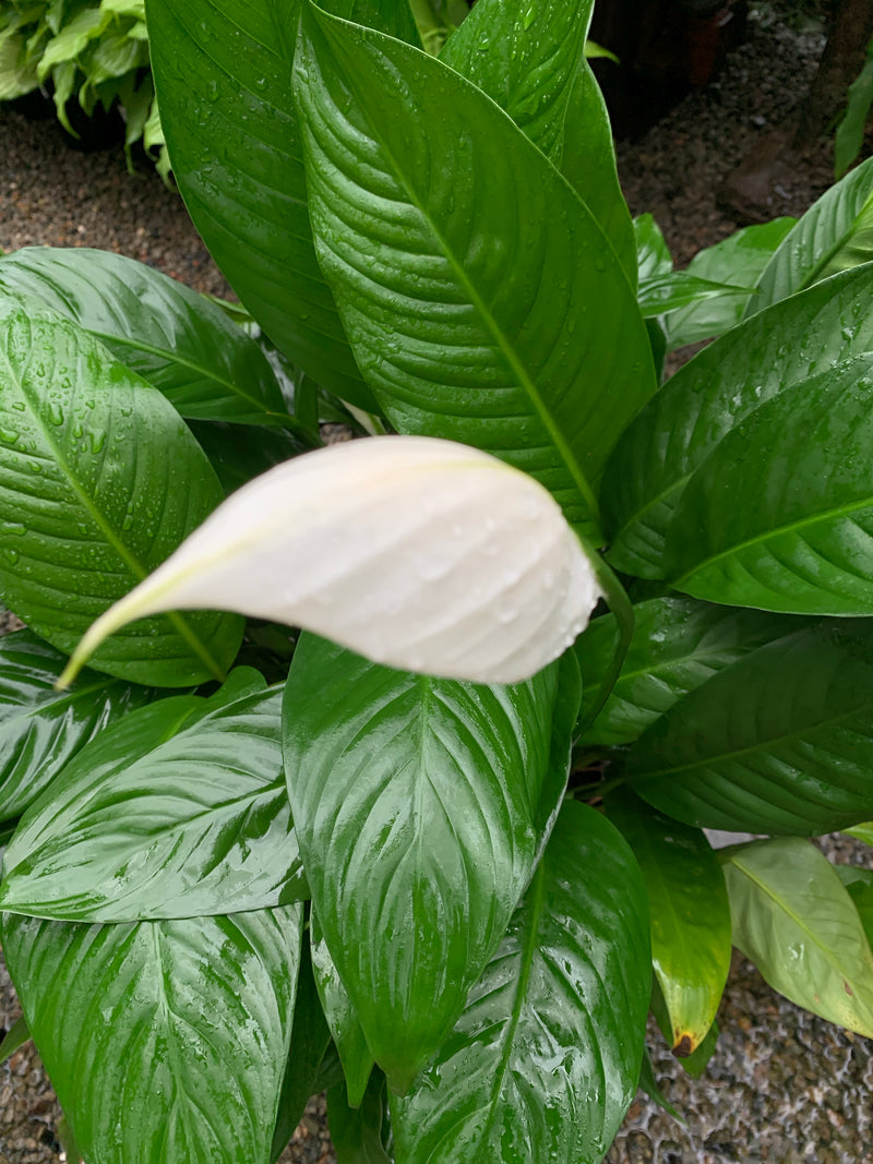 mojo lime peace lily Spathiphyllum 'Peace Lily Mojo'